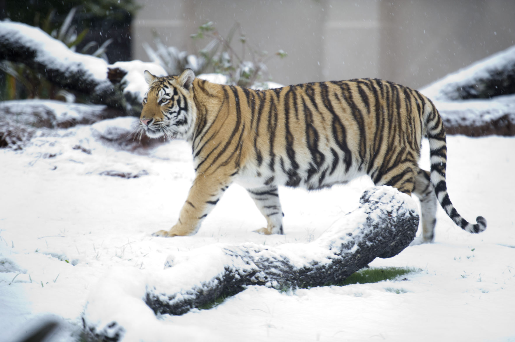BR.snowdayjb 003.JPG